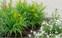 植栽を取り入れた庭