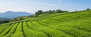 茶畑・集落との調和のイメージ